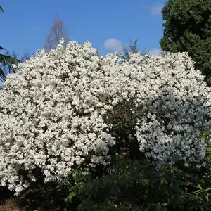 Magnolia stellata 'Water Lily' in 9cm Pot - Star Magnoliaceae Flowering Plant