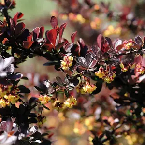 Berberis thunbergii Darts Red Lady 9cm Potted Plant x 3