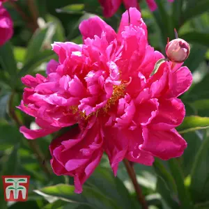 Pink Peony 'Karl Rosenfield' 1 Bare Root Plant