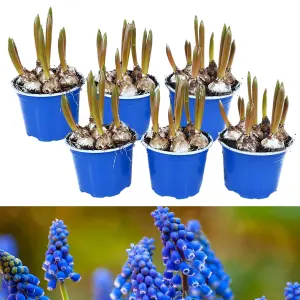 6 x Pots of Grape Hyacinth Spring Bulbs - Winter Flowering Muscari Cultivated Bulbs