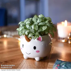 Gift Pot Unicorn With Gold Horn and Fittonia 8.5cm Pot x 1