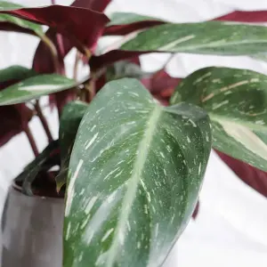 Calathea Magicstar - Striking Foliage, Indoor Houseplant (12cm, 30-40cm)