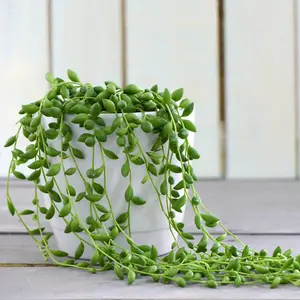 Senecio String of Pearls 9cm x 1+Large Black-Gold Potted Plant x 1