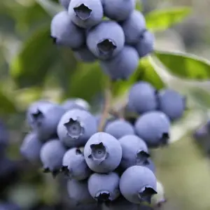 Vaccinium Nelson - Hardy Fruit Shrub, Blueberry Fruits, Low Maintenance (20-30cm Height Including Pot)