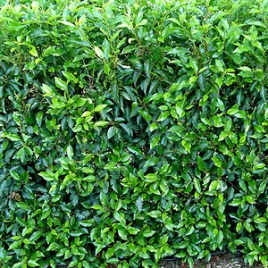 Prunus Lusitanica - Evergreen Hedging Plant, Portuguese Laurel, Hardy (20-40cm Height Including Pot, 10 Plants)