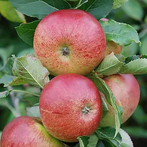 Gala' Apple Patio Fruit Tree in a 5L Pot 90 - 110cm Tall Grow Your Own Fruit Fruit Trees for Gardens