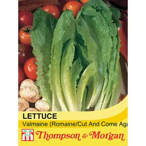 Lettuce Valmaine (Cut and Come Again) 1 Seed Packet (800 Seeds)