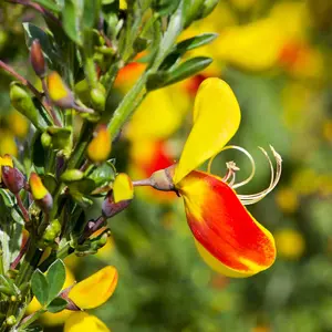 Cytisus Fulgens, Common Broom Plant for UK Gardens (15-25cm Height Including Pot)