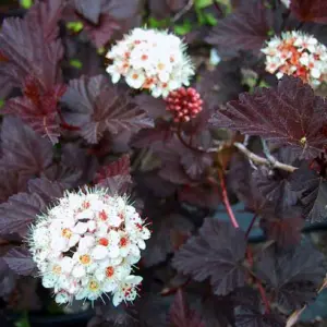 Physocarpus Diabolo Garden Plant - Deep Purple Foliage, Compact Size (10-30cm Height Including Pot)