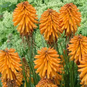 Kniphofia Orange Popsicle in 9cm Pot - Strong Red Hot Poker Plant