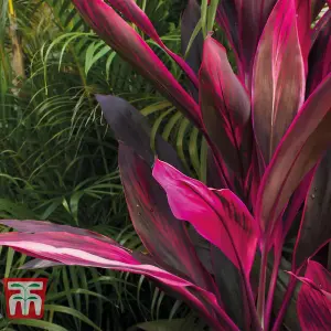 Cordyline Tango 12cm Potted Plant x 1