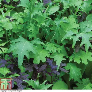 Salad Leaves Speedy 1 Seed Packet (400 Seeds)