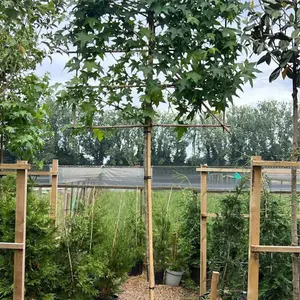 Sweetgum Pleached Tree with Staking Kit - 180cm Stem and 12cm Girth