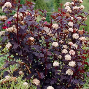 Physocarpus Diabolo Garden Plant - Deep Purple Foliage, Compact Size (10-30cm Height Including Pot)