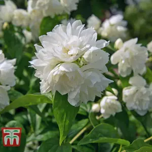 Philadelphus Manteau d'Hermine 3.5 Litre Potted Plant x 1