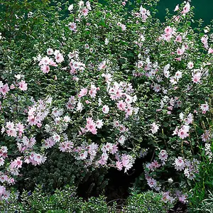 Lavatera Barnsley Baby Garden Plant - Compact Size, Abundant Pinkish-White Blooms (15-30cm Height Including Pot)