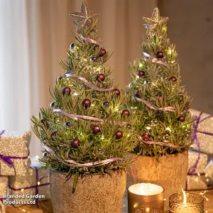 Gift Lavandula Christmas Tree 15cm Pot x 2