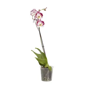 Verve Single Stem Moth orchid in Terracotta Plastic Grow pot 12cm