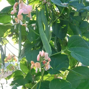 Runner Bean Celebration 1 Seed Packet