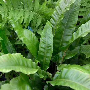 4 x Hardy Fern Plant Mix - Evergreen Outdoor Ferns - Shade Loving Plants Garden Ready - Ideal for Rockeries, Containers & Pots