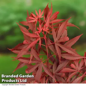 Acer Palmatum Shaina 60cm 3 Litre Potted Plant x 1