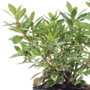 Azalea Hotshot - Green Foliage, Evergreen Shrub, Vibrant Red Blooms, Compact Size (20-30cm Height Including Pot)