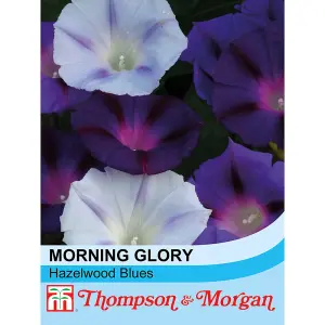 Morning Glory Hazelwood Blues 1 Packet (35 Seeds)