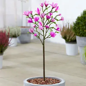 Magnolia Susan Patio Tree - Stunning Variety, Ideal for UK Gardens, Compact Size (2-3ft)