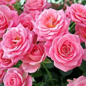 Rose 'Queen Elizabeth' bare root (pink)