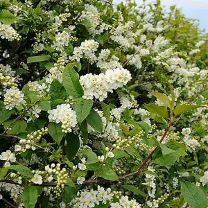 Bird Cherry Hedge Prunus padus Set of 10 Bare Root Hedges, 40-60cm tall