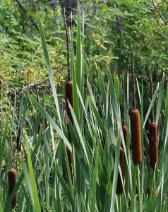 Lincolnshire Pond Plants Ltd Marginal Plants - Pond Plants (Typha Latifolia)  - 2x Plants and 2 Pots & compost