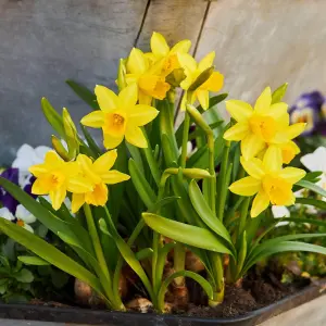 Narcissus Tete a Tete - 3 x 9cm Pots of Growing Bulbs For Colour Through Winter