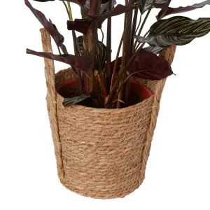 Verve Calathea pinstripe in Natural Seagrass Decorative pot 19cm