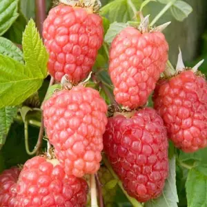 Rubus idaeus Malling Promise Garden Plant - Sweet Red Raspberries, Compact Growth, Medium Size (20-30cm Height Including Pot)