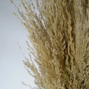 180cm Realistic Natural Pampas Grass Plant