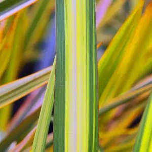 Phormium Yellow Wave Garden Plant - Striking Yellow Variegation, Compact Size, Hardy (25-35cm Height Including Pot)