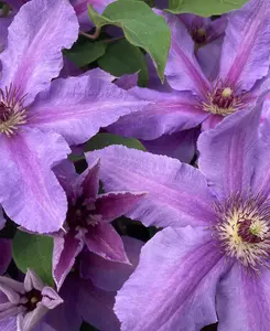 Clematis Tumaini - A Star Performer Clematis supplied in a 7cm pot