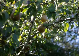 Lincolnshire Fruits Conference Bareroot 12 Litre 1.5m Tree