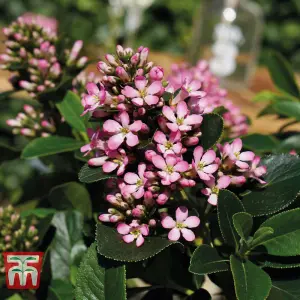 Escallonia Laevis Pink Elle 3 Litre Potted Plant x 1