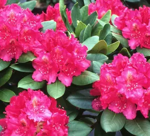 Direct Plants Rhododendron American Beauty Evergreen Shrub Plant Extra Large in a 10 Litre Pot