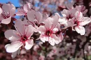 Prunus Nigra Cistena Patio Flowering Tree 3-4ft Supplied in a 7.5 Litre Pot