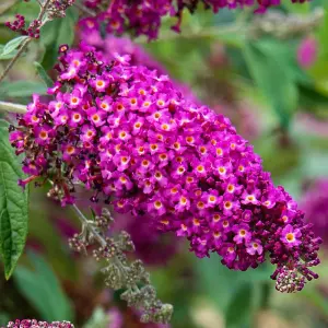 Buddleja Butterfly Towers "Magenta" Shrub - Strong Plant in a 9cm Pot