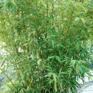 Fargesia Pingwu - Hardy Outdoor Bamboo Plant, Evergreen (20-40cm Height Including Pot)