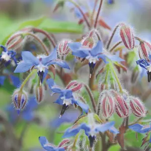 Herb Borage 1 Seed Packet (100 Seeds)