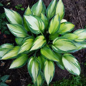 Hosta June Garden Plant - Variegated Foliage, Green and Yellow Colour, Compact Size (15-30cm Height Including Pot)