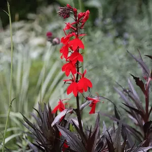 Queen Victoria Cardinal Flower Perennials Plants Lobelia Cardinalis 2L Pot