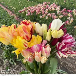 Spring Flowering Tulip Club Series (Multi Headed) 8 Bulbs