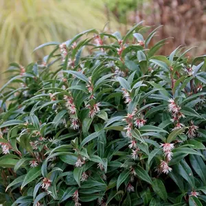 Sarcococca Purple Gem, Evergreen Shrub Plant for UK Gardens (15-25cm Height Including Pot)