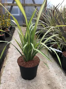 Direct Plants Phormium Yellow Wave Evergreen Shrub Large 80-90cm Plant in a 3 Litre Pot