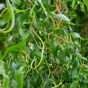 Salix Erythroflexuosa Tree - Red Twisted Stems, Winter Interest, Hardy (5-6ft)